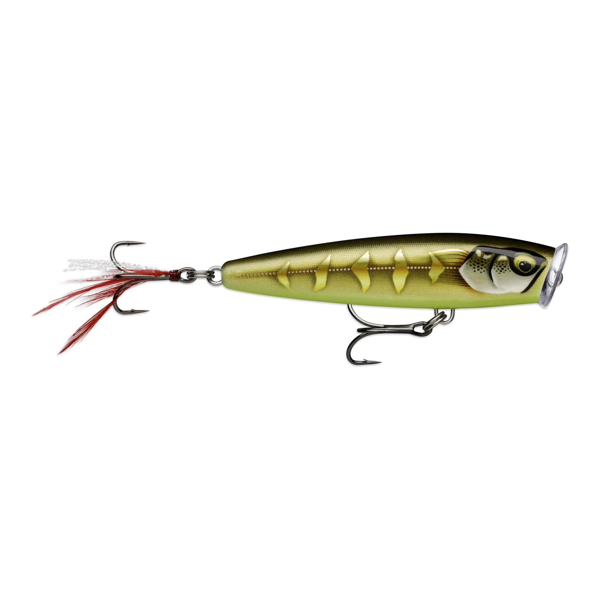Gilded Striped Grey Shiner