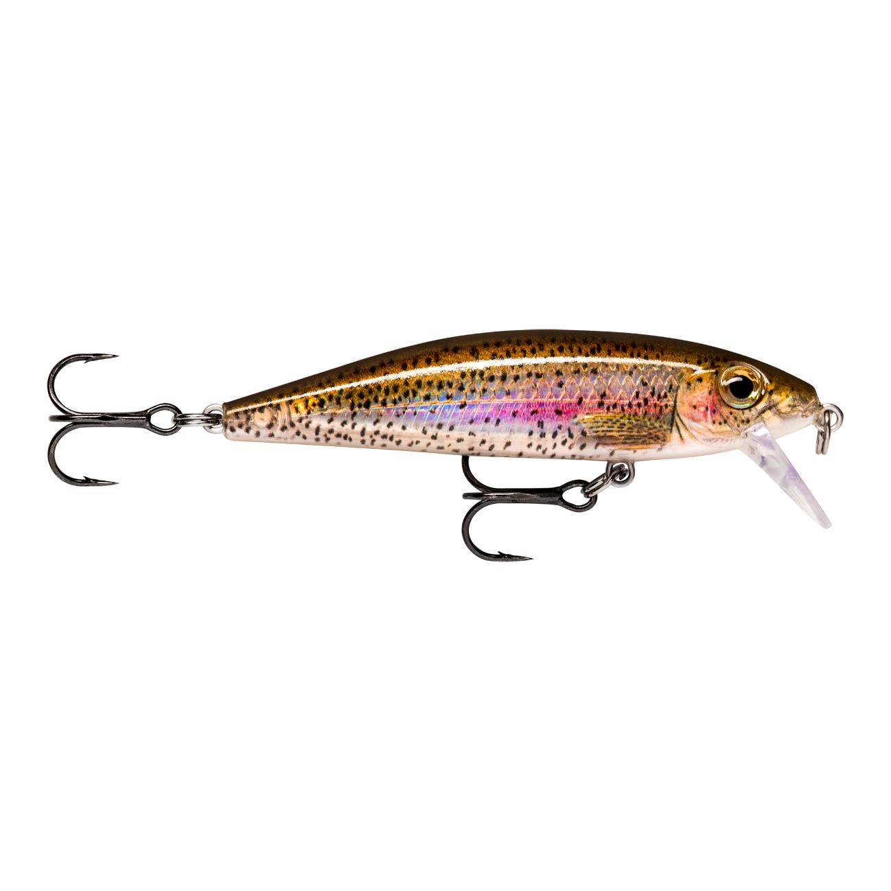 Live Rainbow Trout