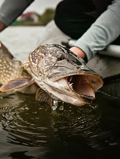 fischen_ch-hecht