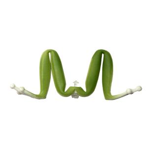 Kahara Diving Frog rechange #4 JP tree frog 2pc.