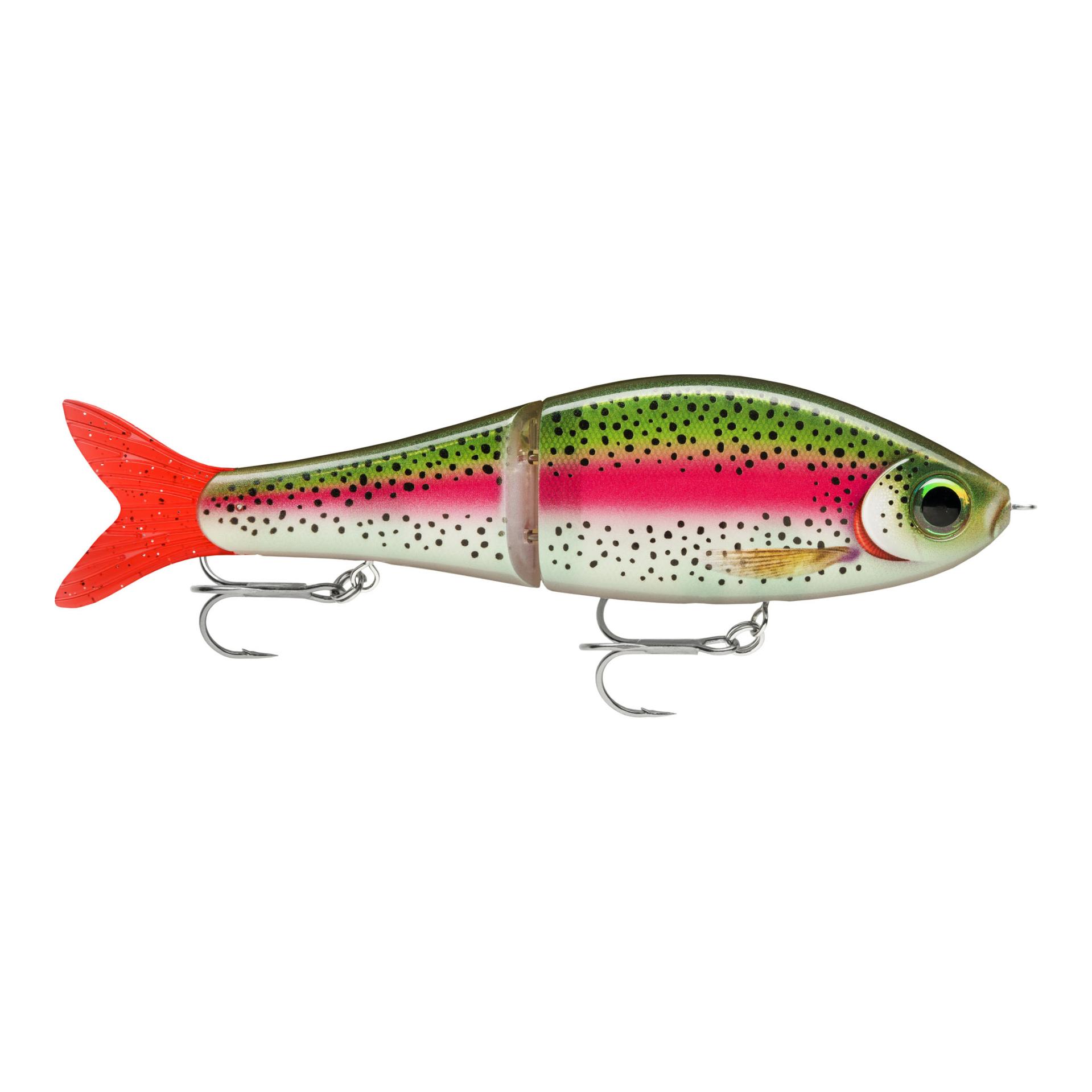 Live Rainbow Trout