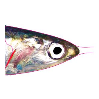 Pro Anchovy foil - Folie