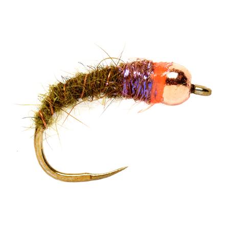 Red Collar Olive Bug o.W. - Nymphe