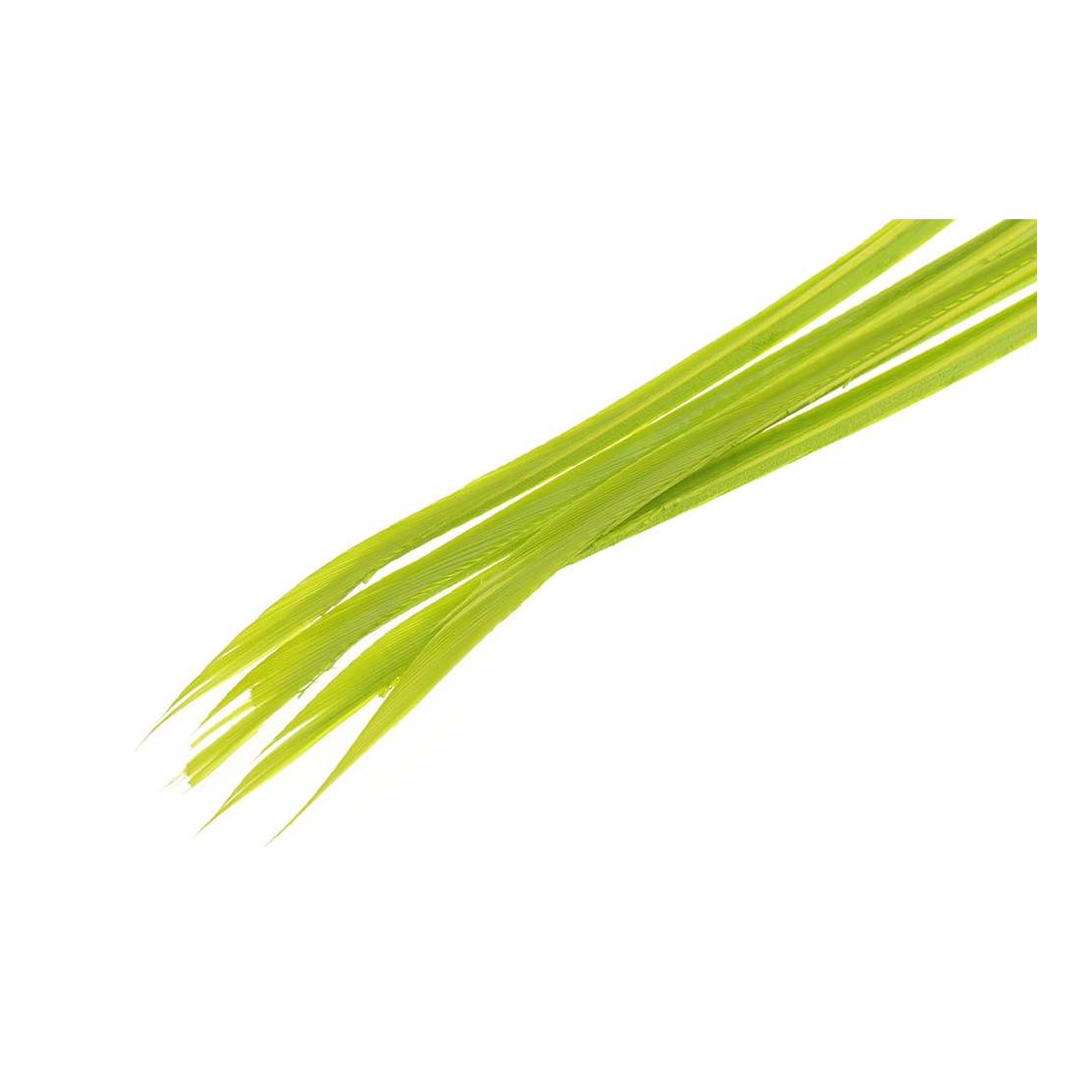 Stripped Turkey Biots - Caddis Green - Truthahn