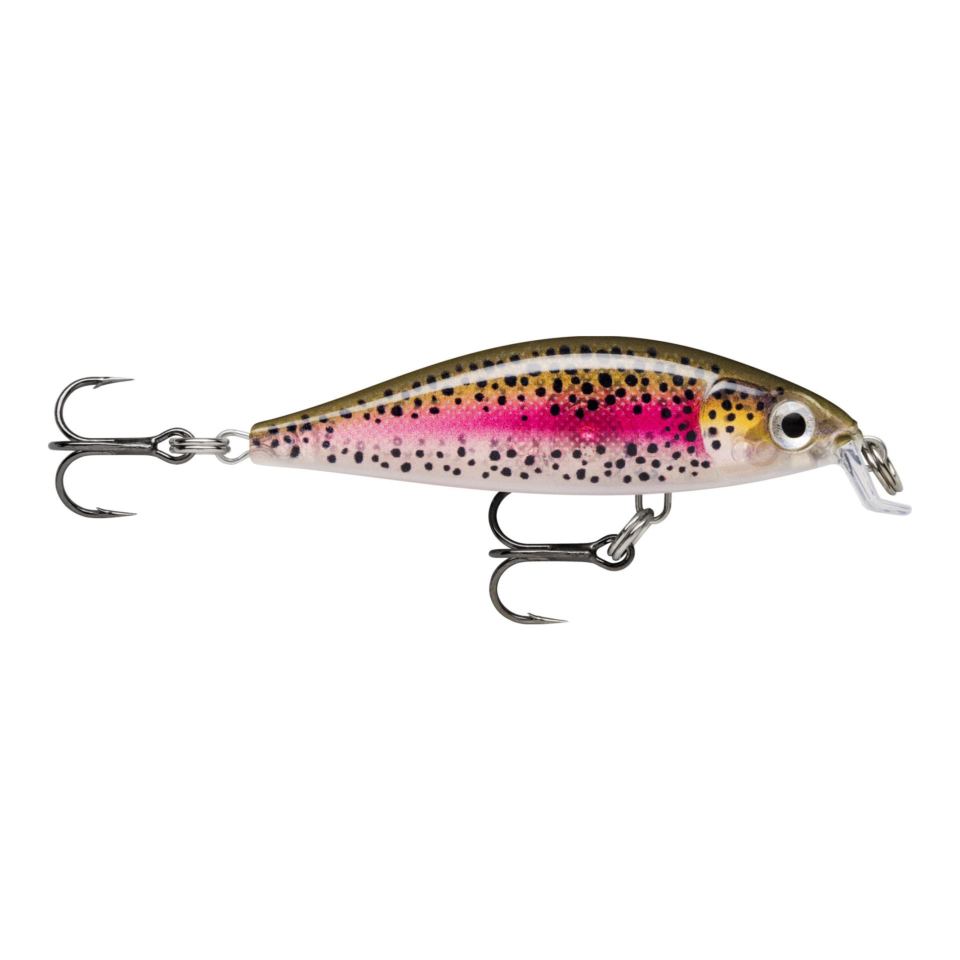 Live Rainbow Trout