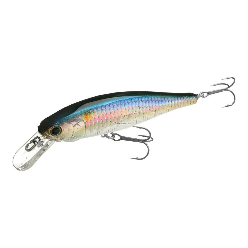 MS American Shad