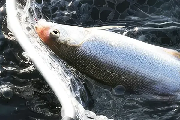 zielfisch-felchen