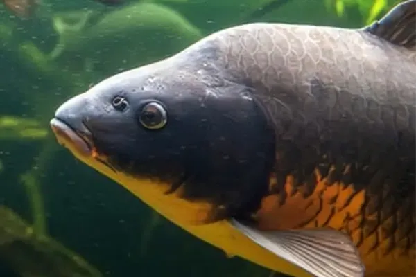 zielfisch-karpfen