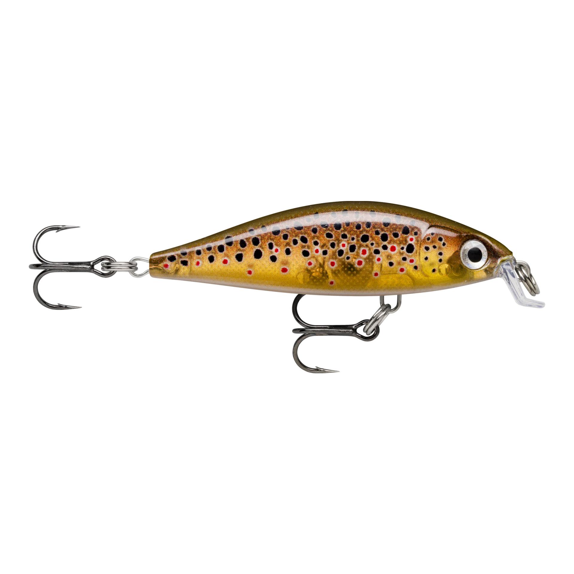 Live Brown Trout