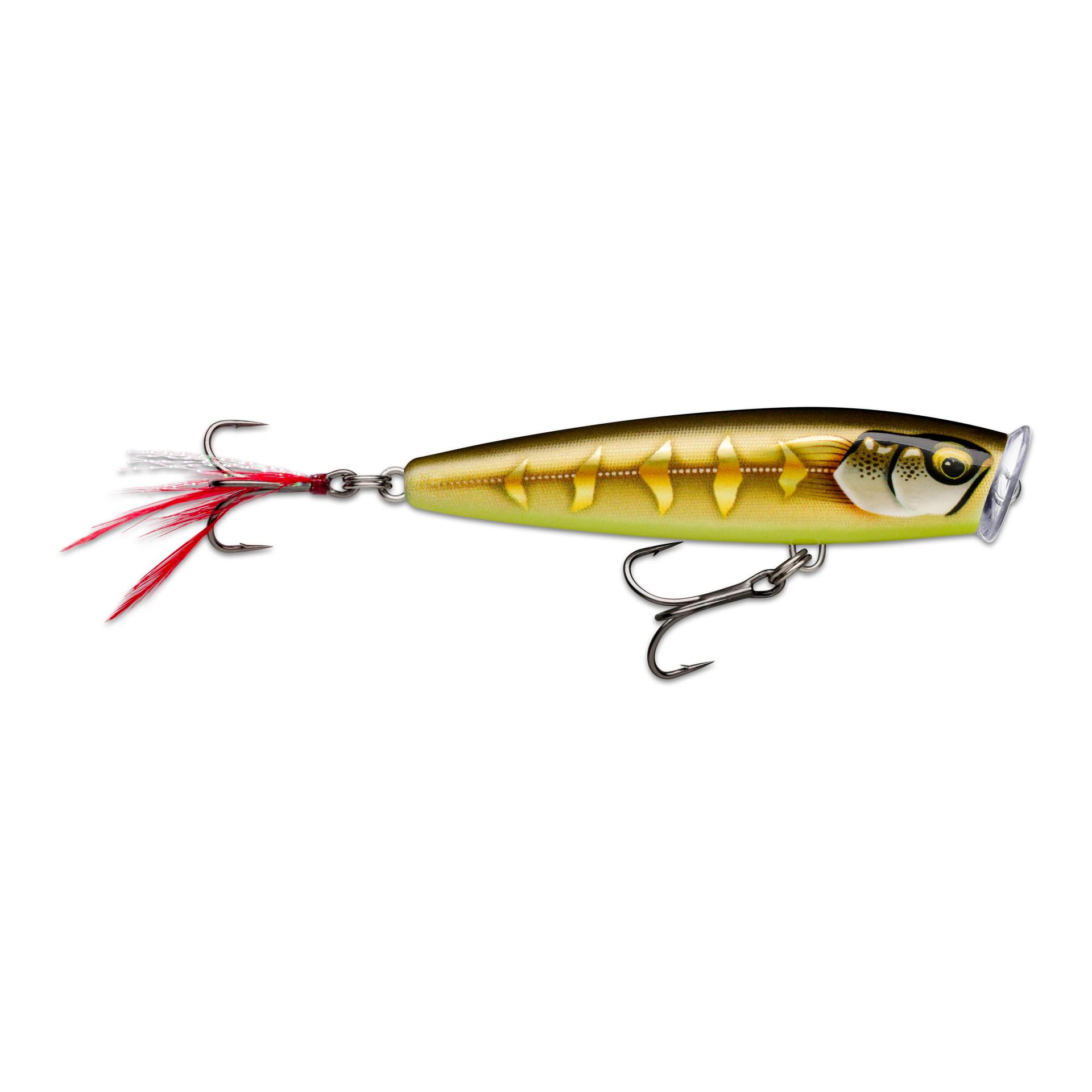 Gilded Striped Grey Shiner
