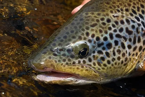 zielfisch-forelle