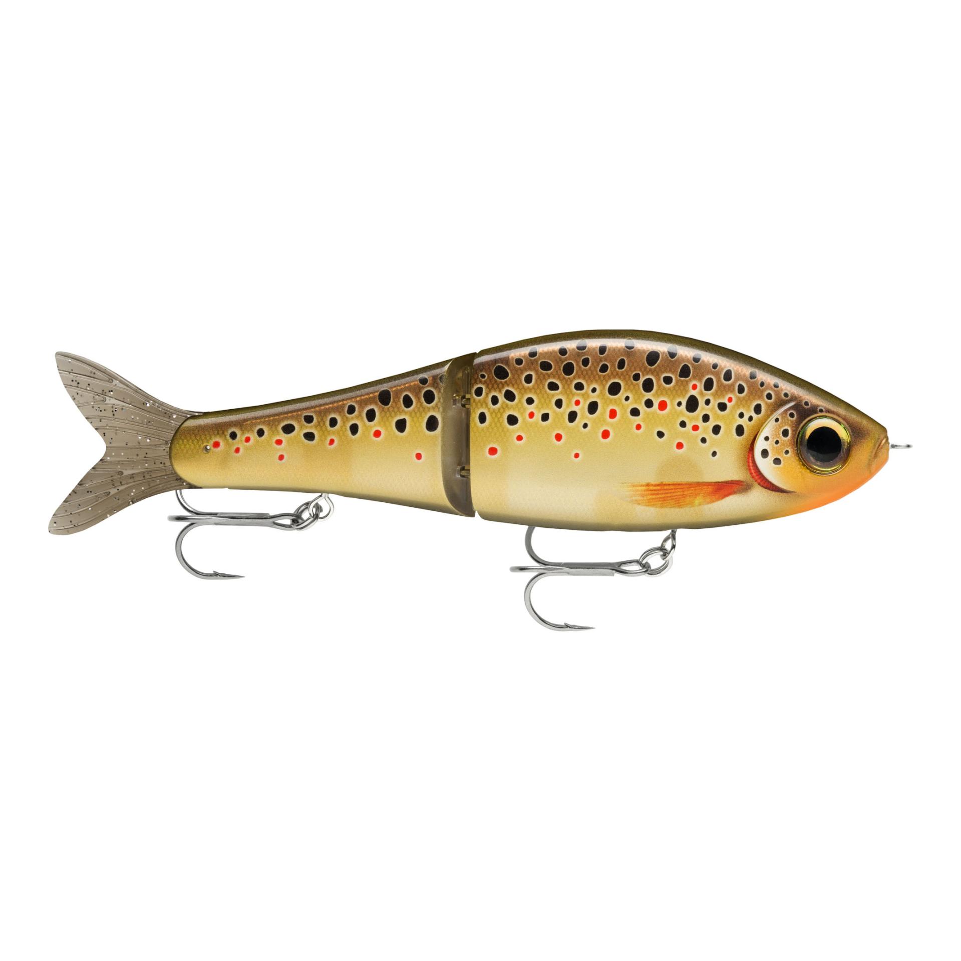 Live Brown Trout