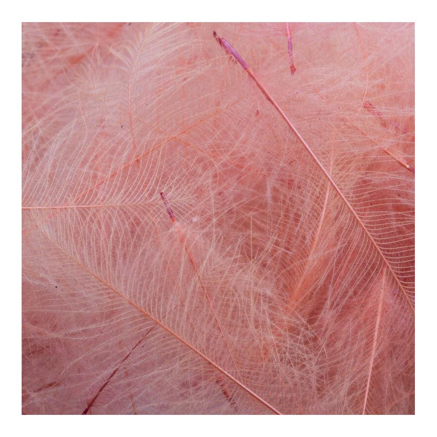 Salmon Pink
