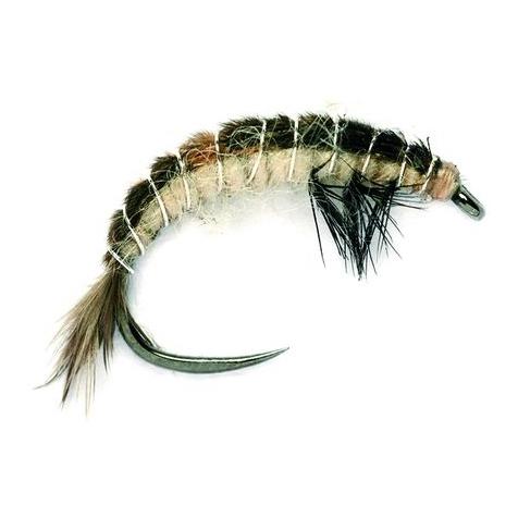 OE Hydropsyche Larva o.W. - Nymphe