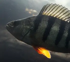 kat-zielfisch-egli