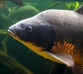 kat-zielfisch-karpfen