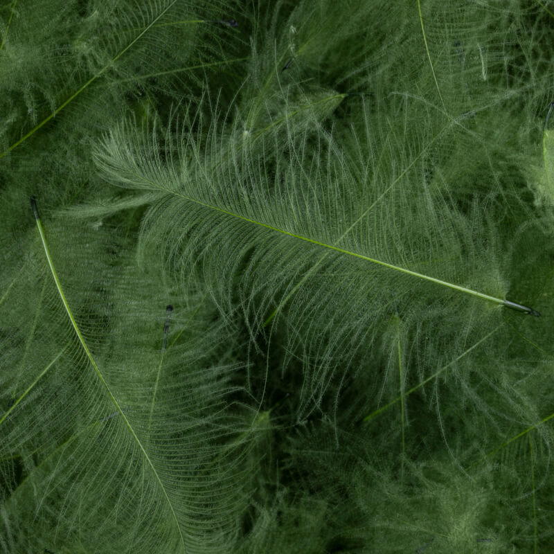 Green Olive