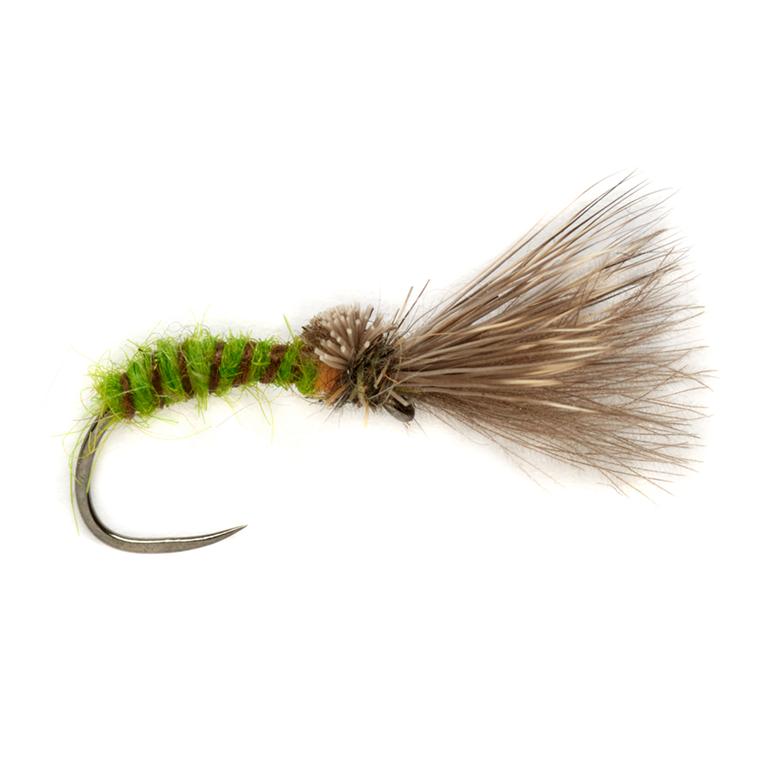 Procter's Caddis Emerger Green o.W. - Trockenfliege