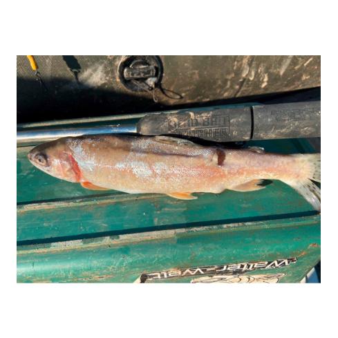 Dead Bait Puncher - Produktbild 3