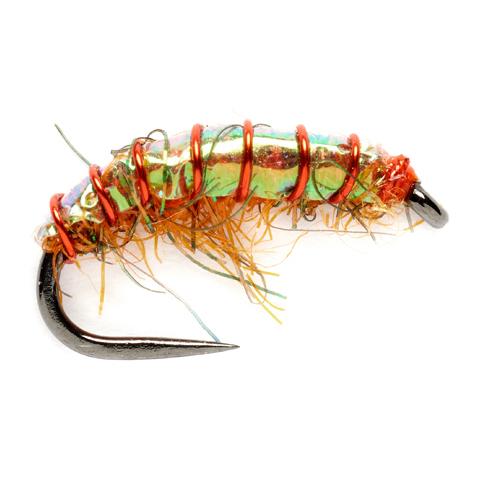 Jardine Orange Shrimp o.W. - Nymphe