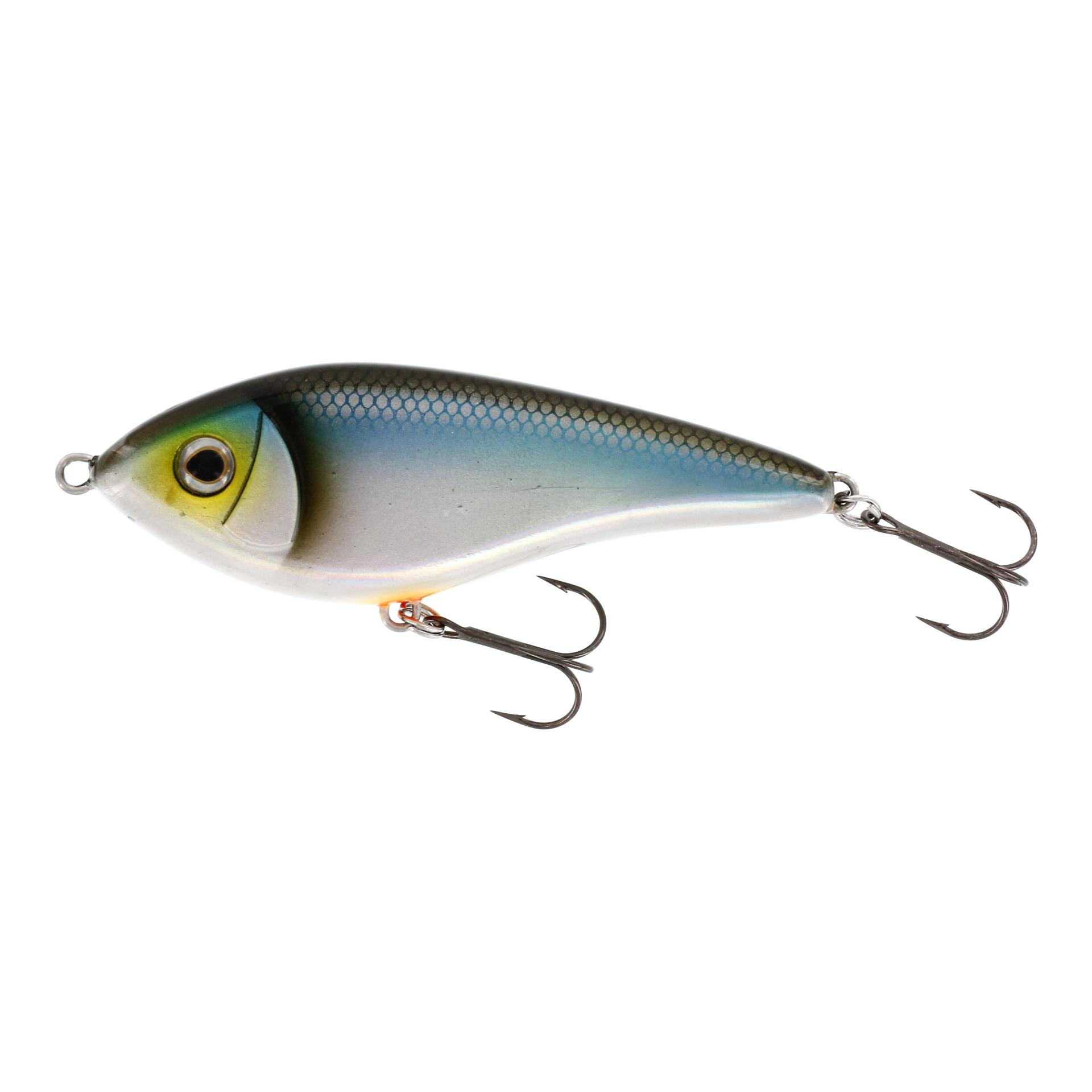 Blueback Herring