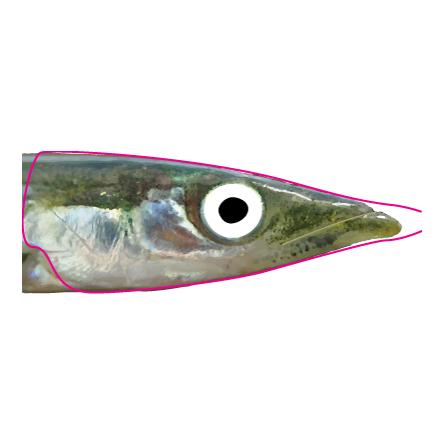 Pro Sand eel foil - Folie