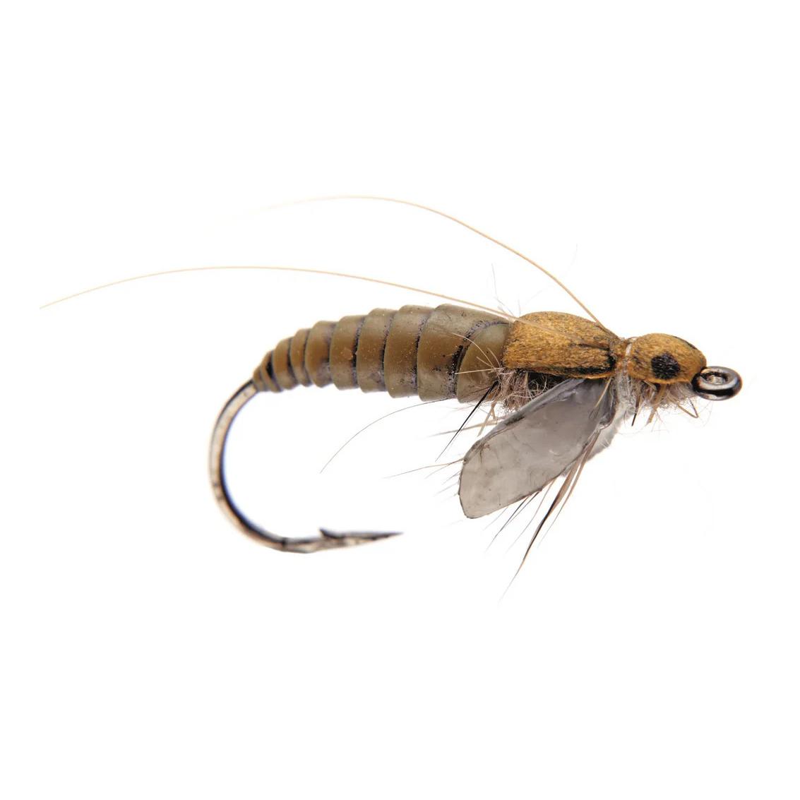 Caddis Pupa - Nymphe