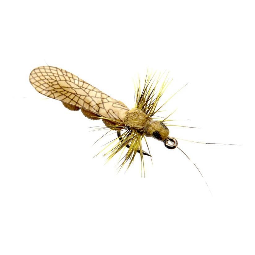 Mouche de la pierre adulte