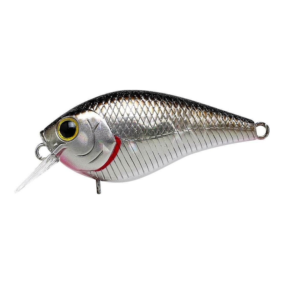 BP Golden Shiner