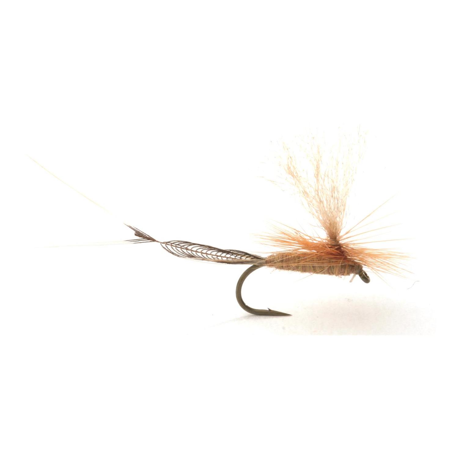 Vulgata - Trockenfliege