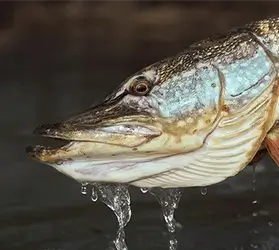 kat-zielfisch-hecht