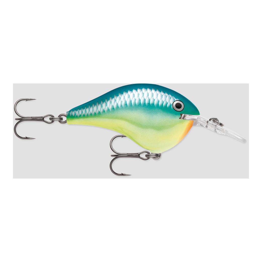 Caribbean Shad