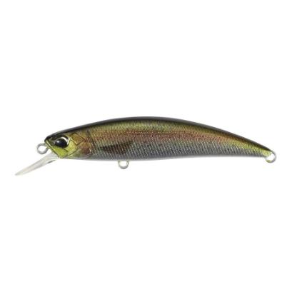 Rainbow Trout